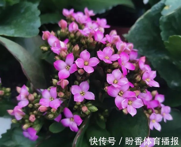 3月前后天气渐暖,养这几样植物,舍得撸叶子摘顶才能开花越漂亮