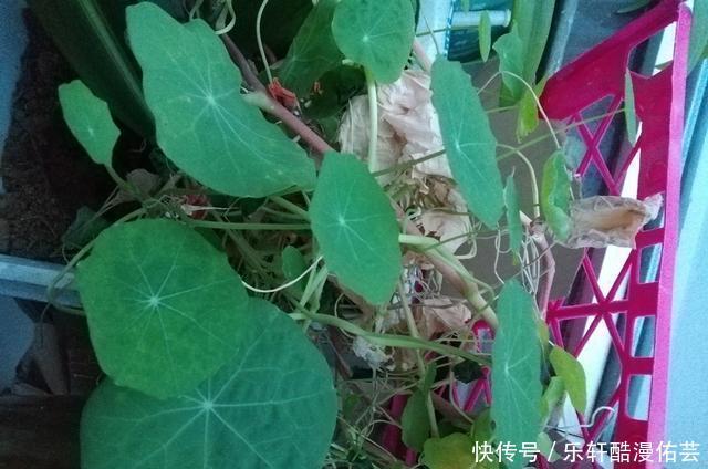 金丝荷叶花。不开花,看叶子也挺好看的