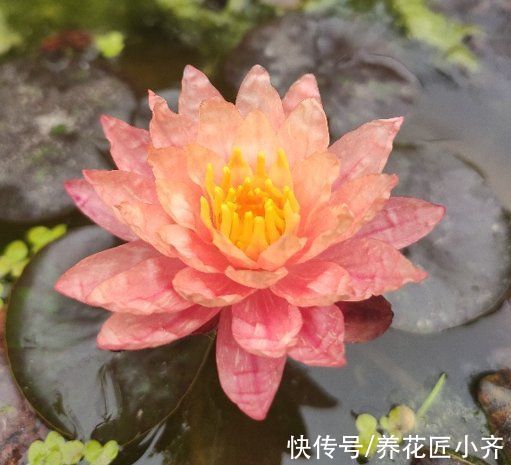 彼岸花|5种漂亮花“不吉利”，讲究人都不敢养，其实你可以从别的角度看