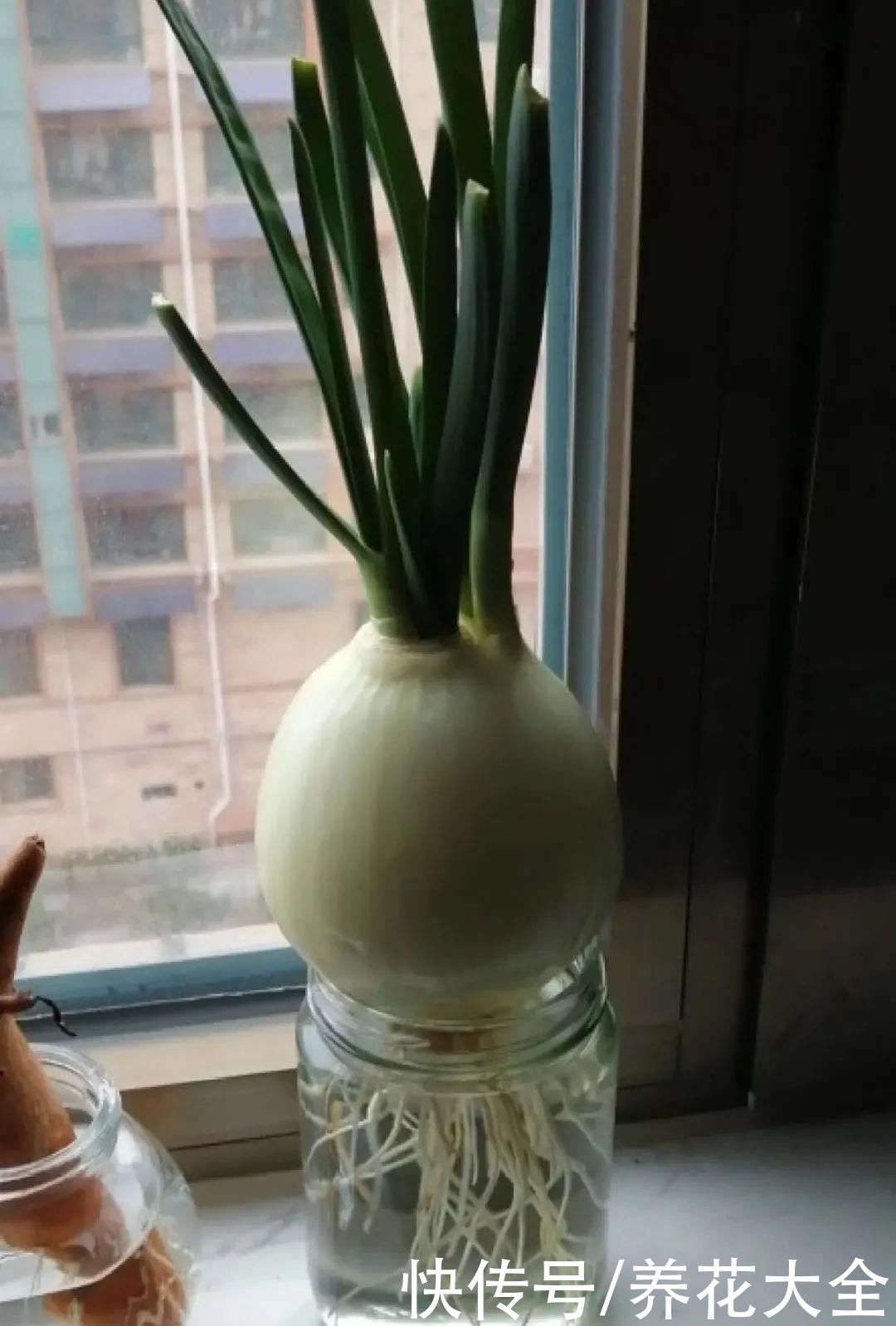 半死不活的花，扔水里，突然长疯了