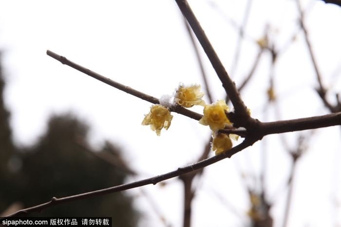 全北京的蜡梅都开了？今天继续推荐网友分享的蜡梅盛开之地，全在北京中心区！