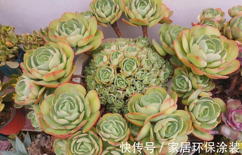 天冷不能露养多肉，碧桃该怎么办？多注意4点，根壮茎叶美