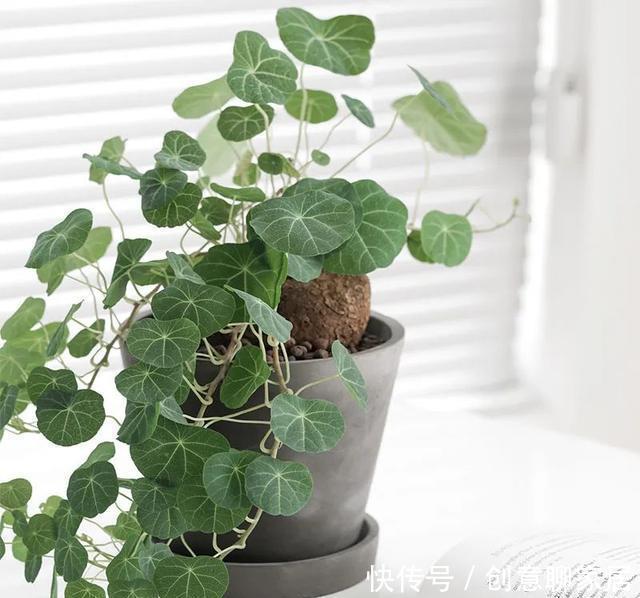 插土就能活!大半个月不用浇水,繁殖掐枝就能活,适合懒人