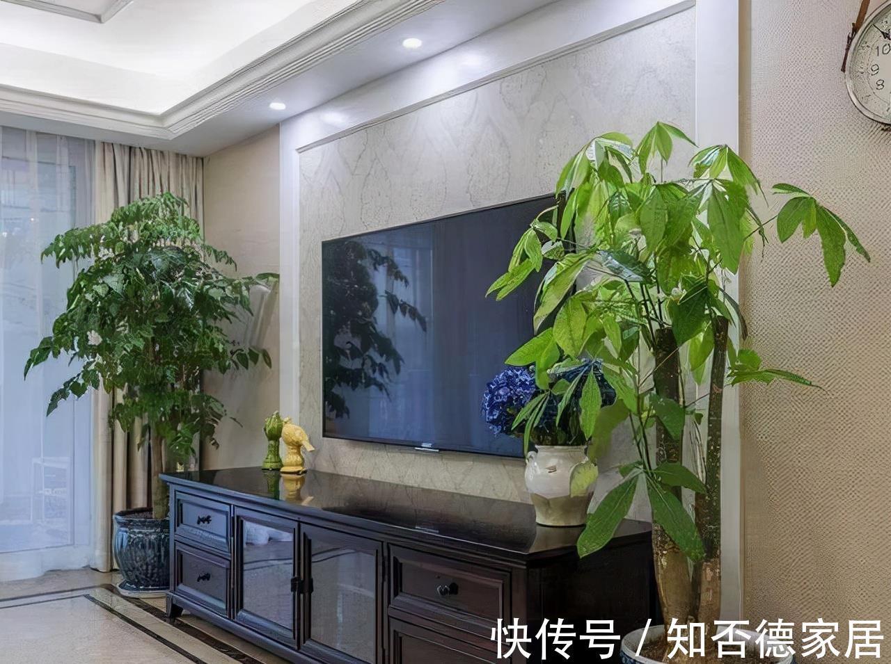 吉祥花|10大“吉祥花”适合养客厅，格调高，株型美，旺财又护家