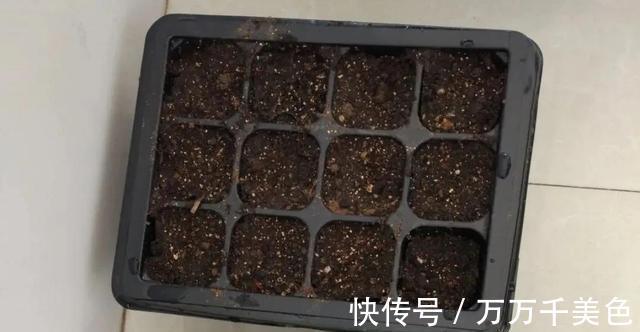 花卉|3种耐阴植物，还是同科的“亲戚”，养殖在北阳台上，照样开满花