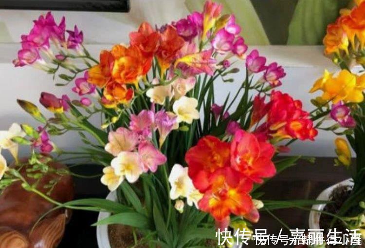 4种花漂亮又好养,比牡丹好看,比吊兰好养,好看极了