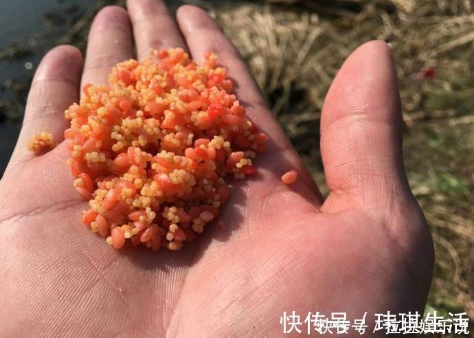 夏天|夏天水库钓鲤鱼，鱼饵这么搭配，轻松上鱼几十斤