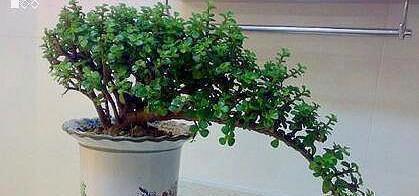 大妈养一株“象鼻”盆景,从没人要变“万元级”,才花3个月