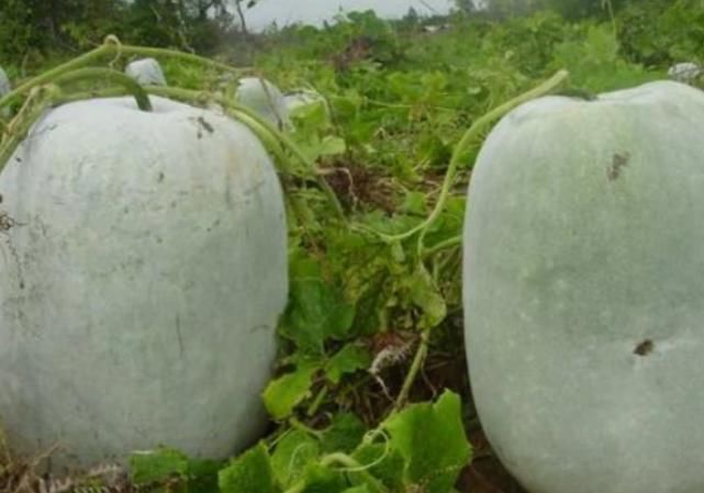 4物|4物是痛风的“克星”，每天坚持吃，或助你排出体内尿酸、远离痛风