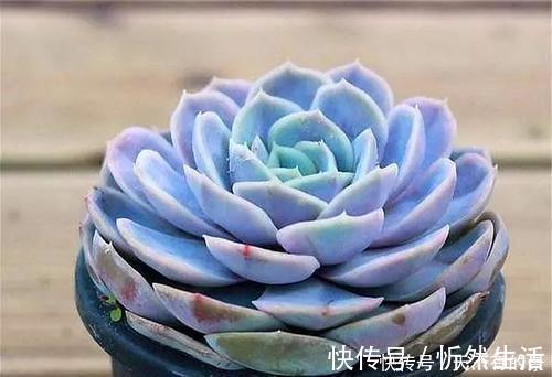 20款高贵梦幻紫色多肉，养一盆“紫气东来”，总有一款是你喜欢的