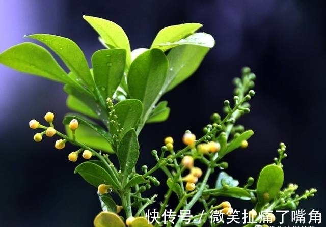 茉莉|阳台就养这些花，花香味浓，久聚不散，香味飘满屋！