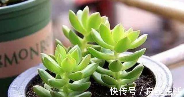 不会养多肉，记住3个“关键点”，植株不徒长，叶子肥肥状态美