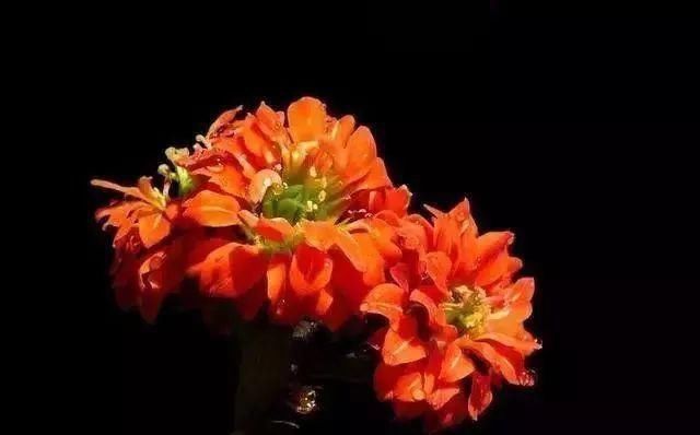 最适合家人养的四种花,健康长寿又养心!