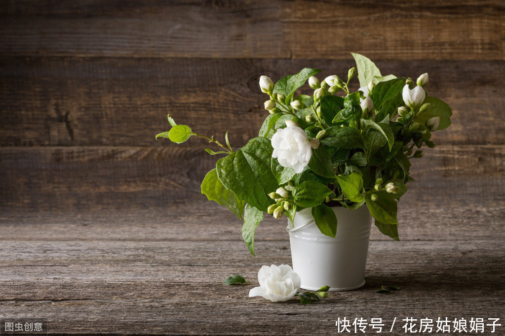 修剪|茉莉花、栀子花开了一茬又一茬,原因这么简单,一步就能做到