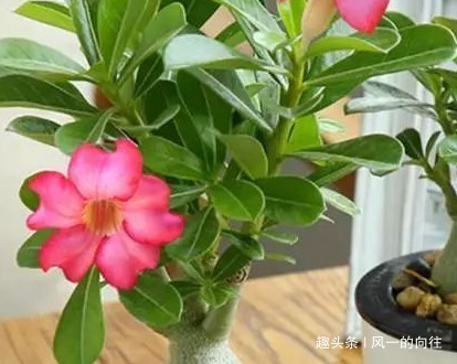 这三种花最不爱喝水，越是旱它越是轻松长不停，懒人必备