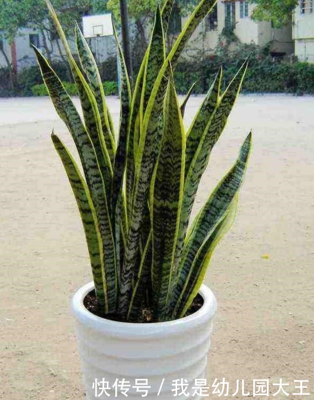 虎皮兰最喜爱的“零食”,这个季节“嗖嗖”长个,冒芽,就看它了!