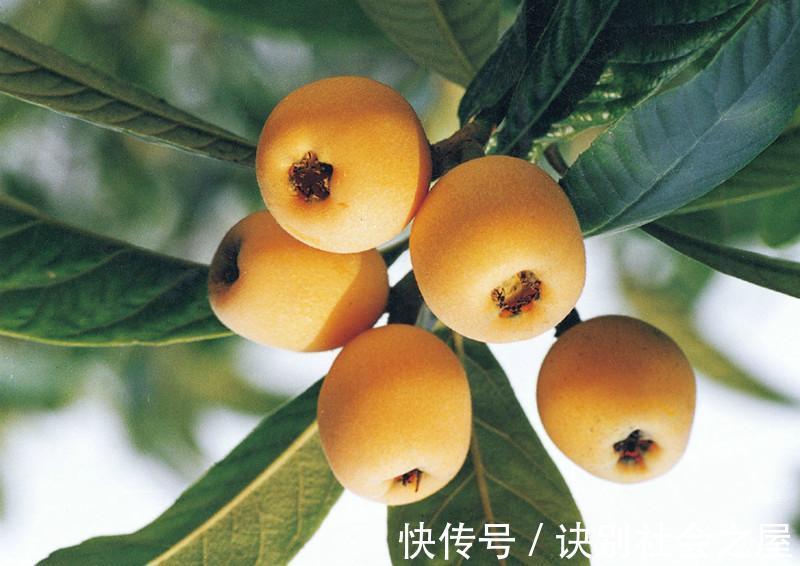 枇杷肉|女性一过40岁,要学会吃这7种食物,能养肝补肾淡化色斑