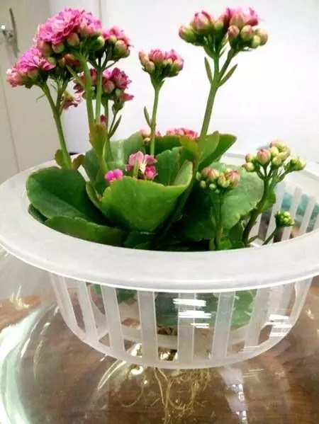 鸭掌木|这4种花,剪个枝插水里,10天就生根,特别好养活!