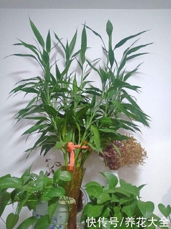 年底了，养盆招财花，招财进宝寓意好