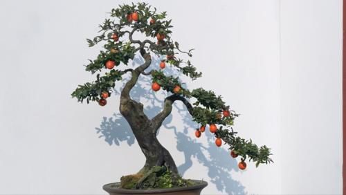 嫁接是盆景造型中的一种方法，玩盆景，就要学会这几种嫁接方法