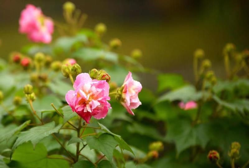 荣昌|荣昌：芙蓉花开醉深秋