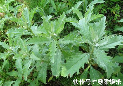 良药|闻着臭,煮熟是香的,曾拿来喂猪,却是治疗鼻炎的良药,你可认识