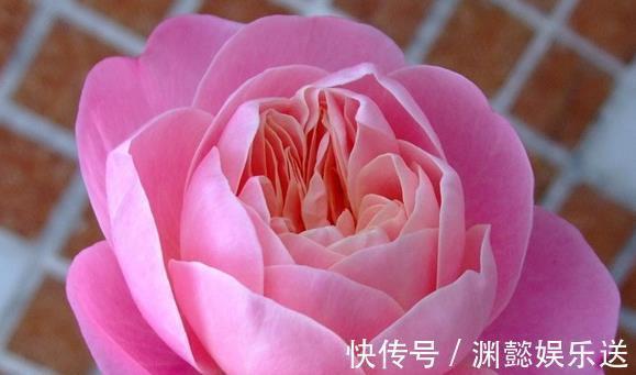 喜欢菊花,不如养盆“玫瑰珍品”芒果浪漫,似桃吐丹霞,亲切妖娆