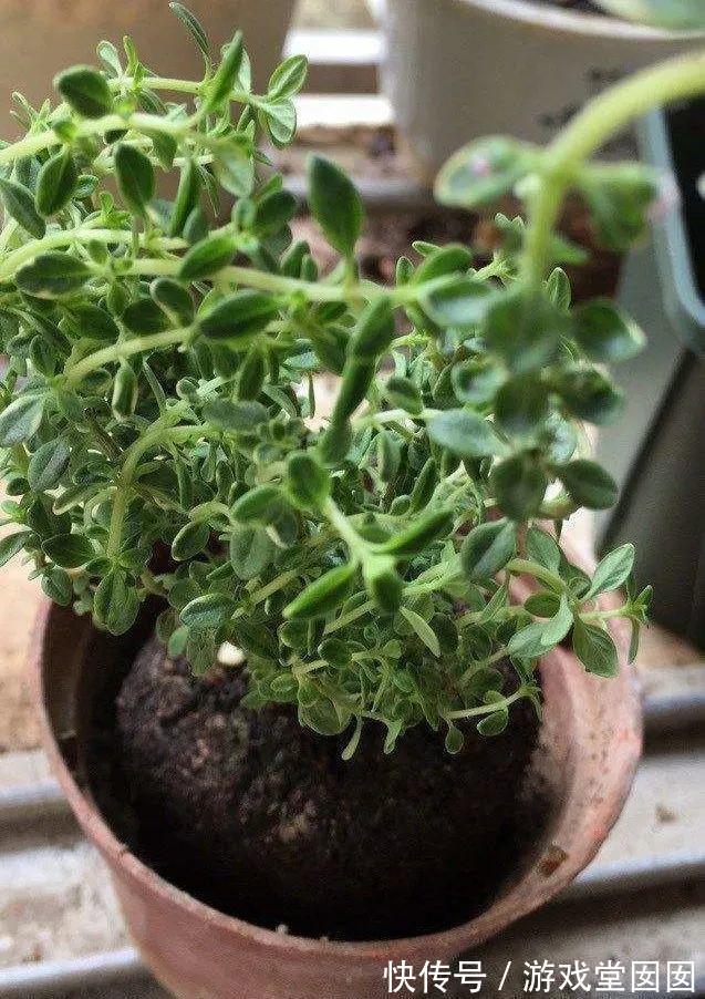 6种香草盆栽，掐个叶子就能吃，味道清香四溢！