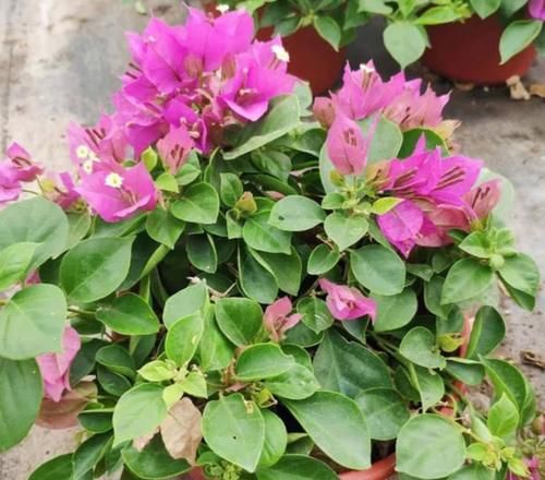 三角梅不开花怎么办？学会3个促花“技巧”，花芽长满枝