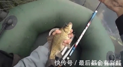 鲫鱼|打窝2天后再去钓鱼,每一条鲫鱼都很肥,是野生鲫鱼?