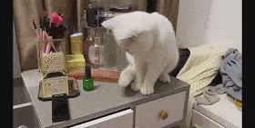 |搞笑GIF:在作死的路上一发不可收拾,这酸爽