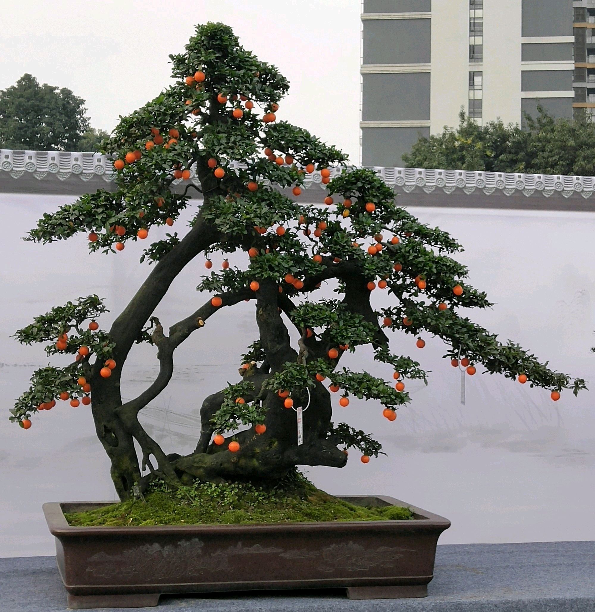 果率|金弹子盆景开花多结果少人工授粉打一针''它''，满树都是金弹果