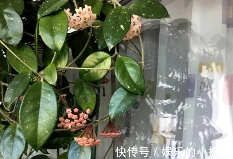 盘点3种漂亮的耐阴花，采光不好也照样花开满枝，专为北阳台而生