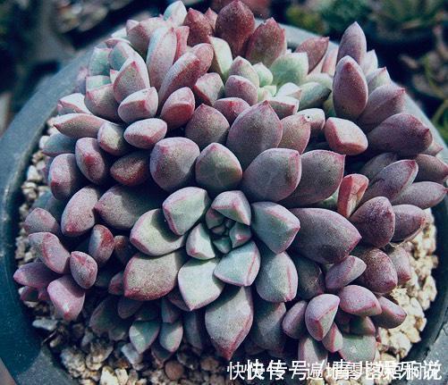 意境|10款意境深远的蓝色系多肉！养成老桩美呆了！越养越爱！