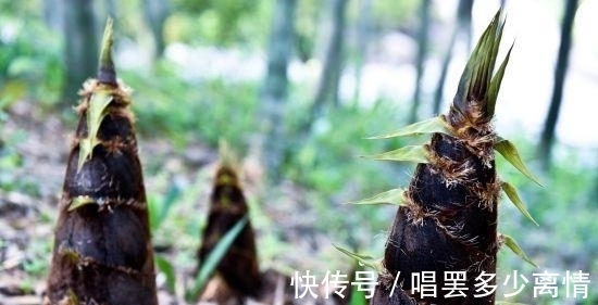 天街小雨润如酥#春日,最宜出游,几首初春小诗,感悟最美的风景