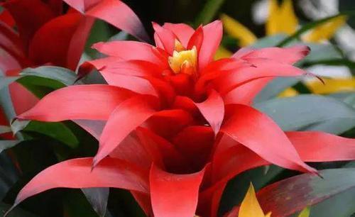 观赏价值|居家养花,首选这3种,寓意美好观赏价值极高,是盆栽佳品!