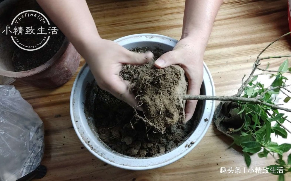 栀子花买回家，上盆分6个步骤，用9张图说明，完整明了