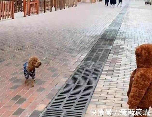 可爱|双胞胎散步偶遇泰迪犬,“撞衫”场面实属尴尬,宝宝这啥情况!