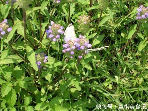 野草|农村里常见的野草不仅能治病救人，更是白头发的克星