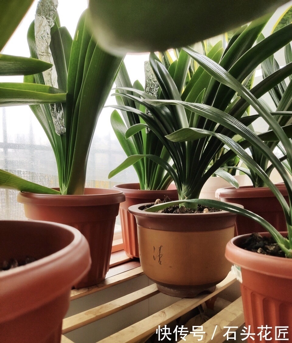 吊兰|这4种花“生崽”高产量,长1年撑破花盆,1次分出20棵