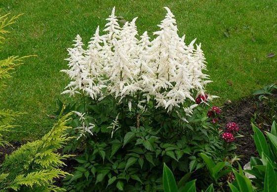 4种花适合新手养,不用费心,浇水就疯长,开花不停