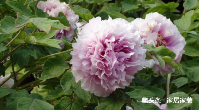 喜欢菊花,不如养盆优良牡丹“玉楼春”,娇艳欲滴,妩媚动人!