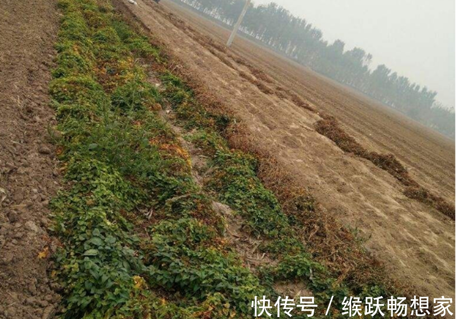 幼苗|你是否知道呢，菊叶薯蓣培养的方法，跟我一起了解一下吧