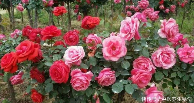 家养树状月季花生长,离不开这“3点”,做好它,月月有花赏!