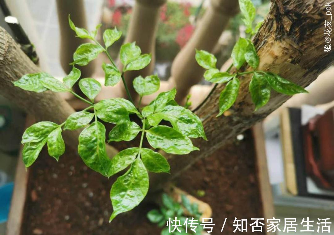 花苞|天热了，20种花最怕浇水，浇得越多，死得越快！