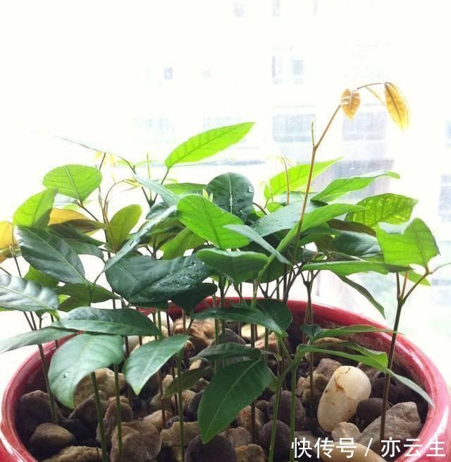 这3种“水果核”别扔,把它扔盆里,10天成盆栽,比花美10倍