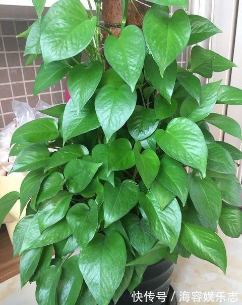 绿萝养不好，换个“浇水”方式，叶片绿的滴油，疯长不停