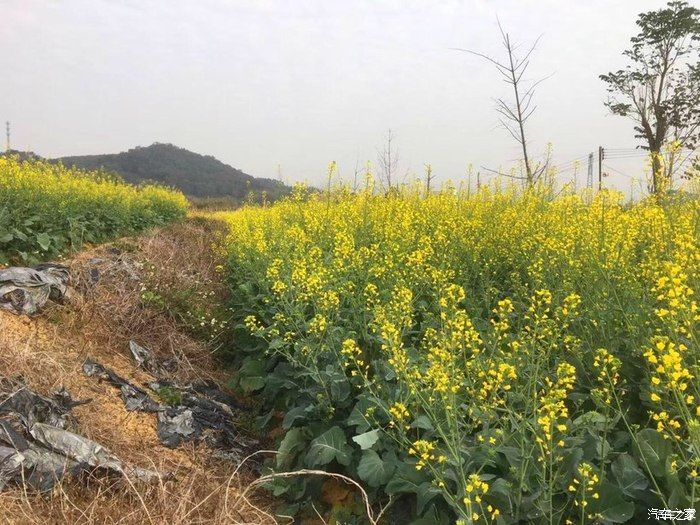 自驾奇骏观赏初春油菜花，采摘小番茄