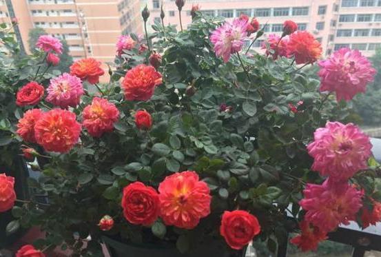 喜欢养花就盆栽月季，此款花期长、易爆盆，一株苗开出多色花