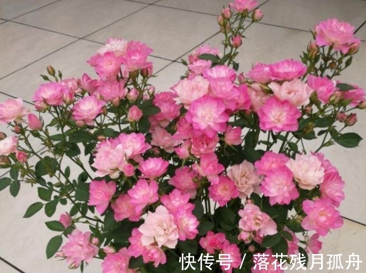 冬天也能种植的花卉，花香易打理，清新又迷人